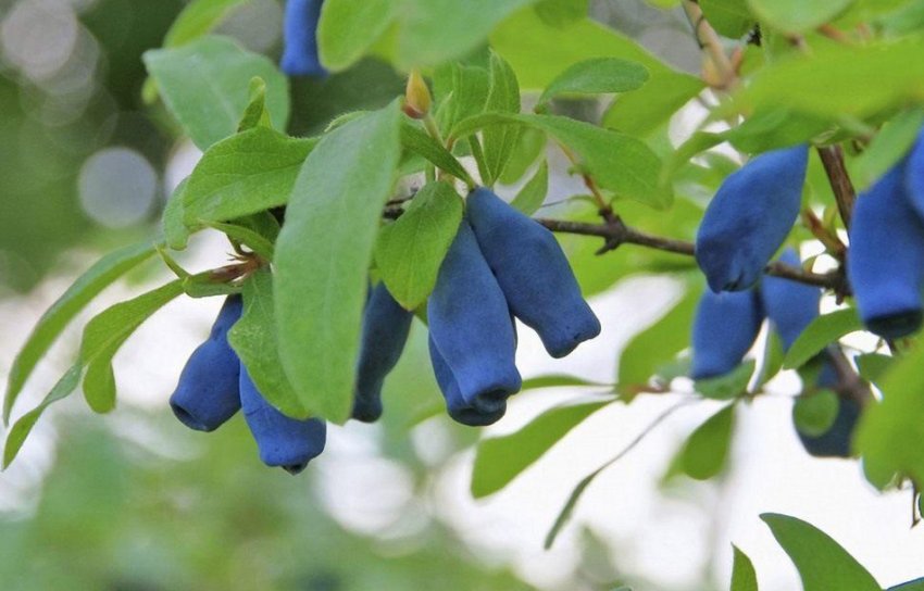 Жимолость Жимолость