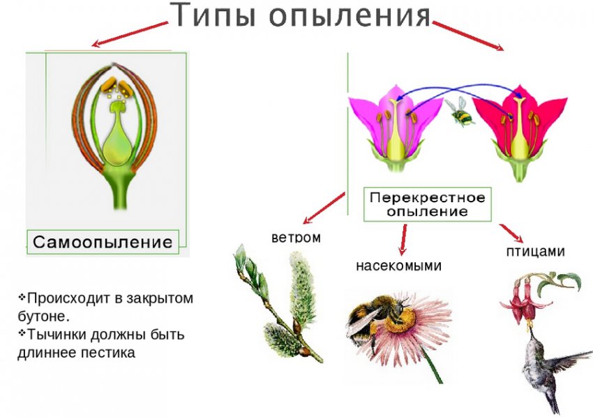 Запилення Запилення