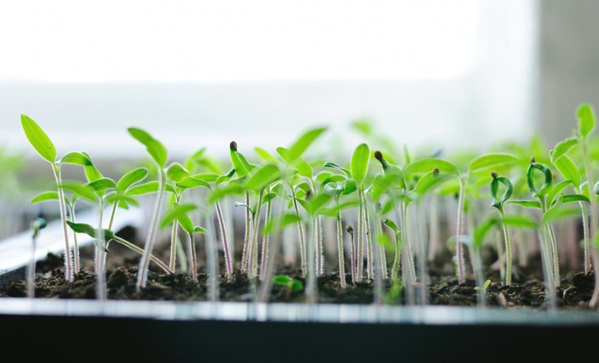 Розсада помідорів