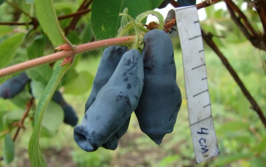 Жимолость Дочка велетня Жимолость Дочка велетня