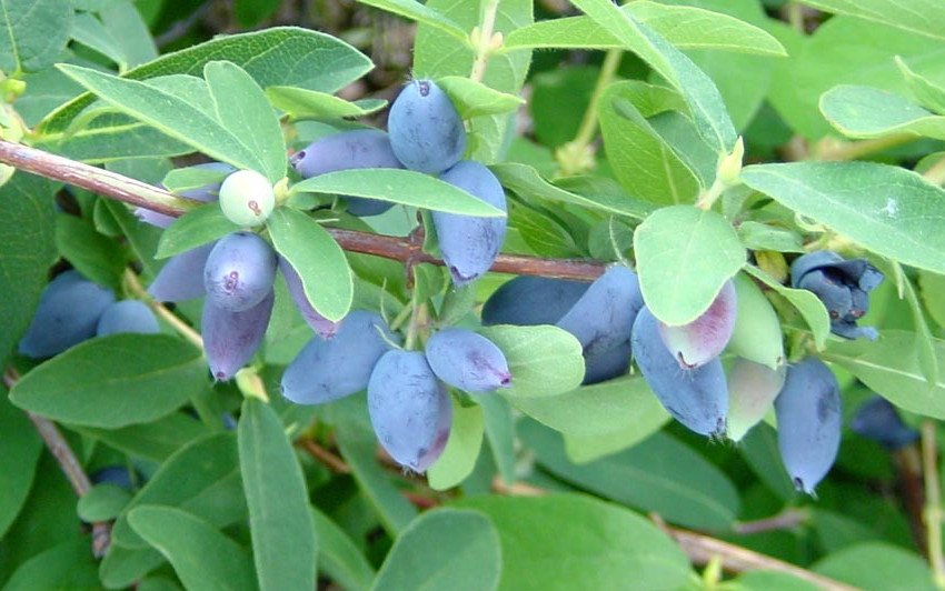 Жимолость Сластьона Жимолость Сластьона