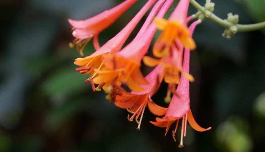 Жимолость Брауна Жимолость Брауна