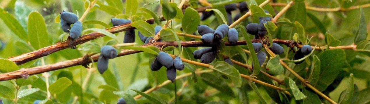 Жимолость камчатська: характеристика, агротехніка