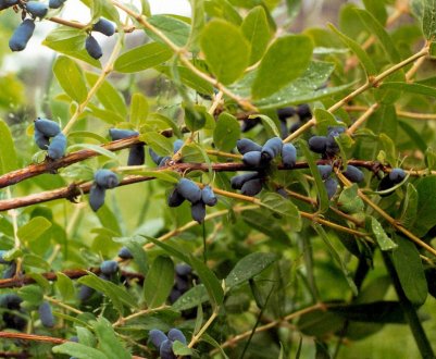 Жимолость камчатська: характеристика, агротехніка