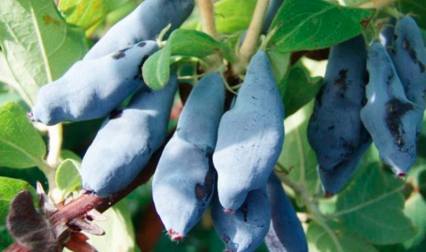 Німфа Німфа