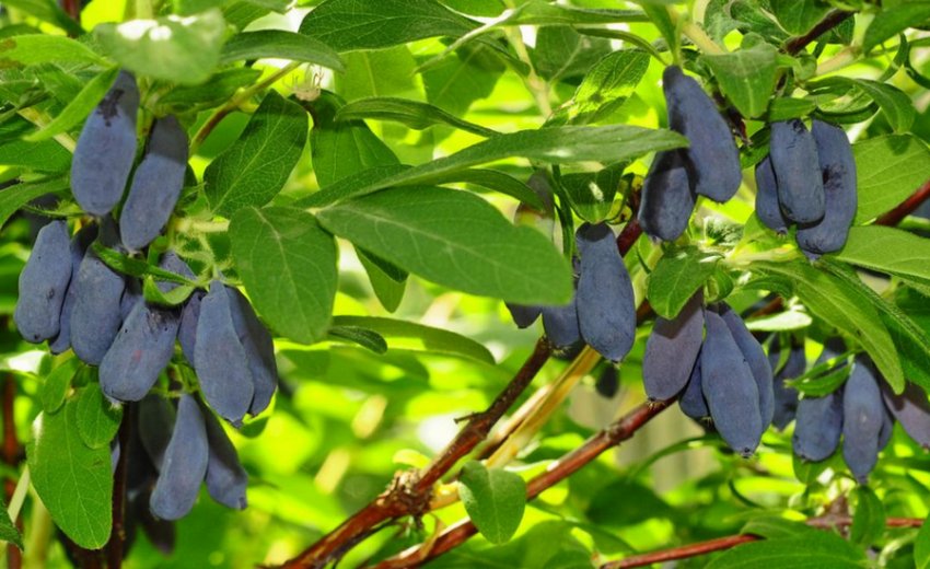 Морена Морена