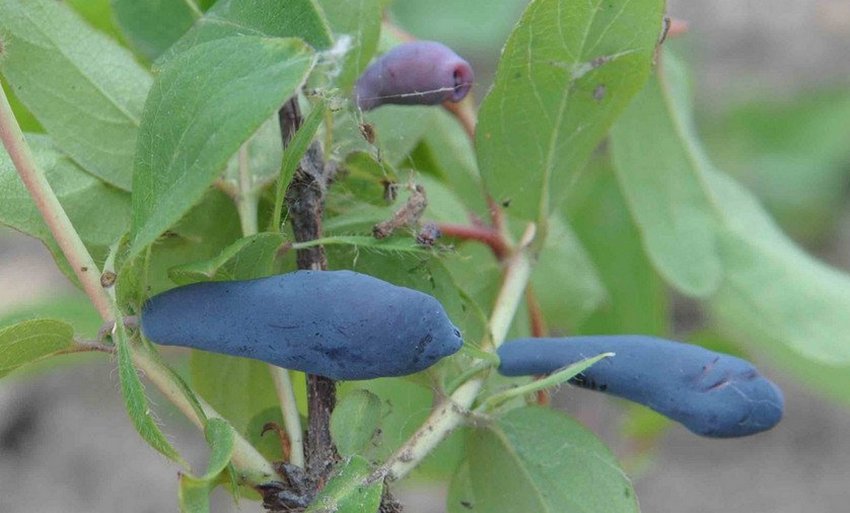 Сибірячка Сибірячка