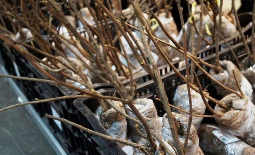 Живців жимолості Живців жимолості