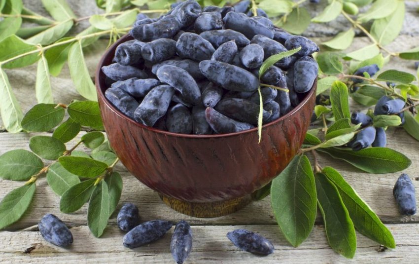 Плоди жимолості Плоди жимолості