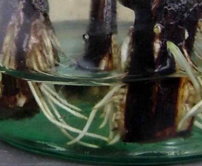 Живцювання ожини: основні правила