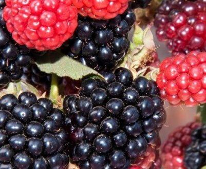 Ожина садова: сорти для Уралу, як виростити, правила догляду