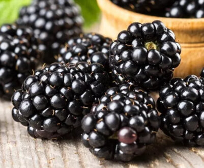 Опис бесшипных сортів ожини, різновиди