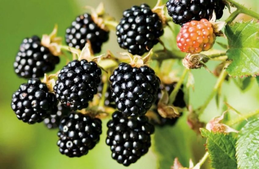 Ожина Апачі