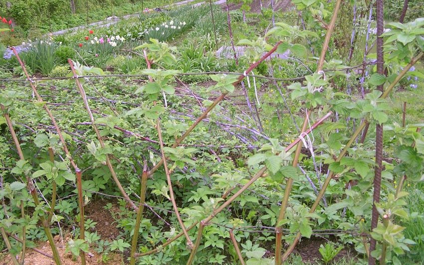 Полустелющаяся