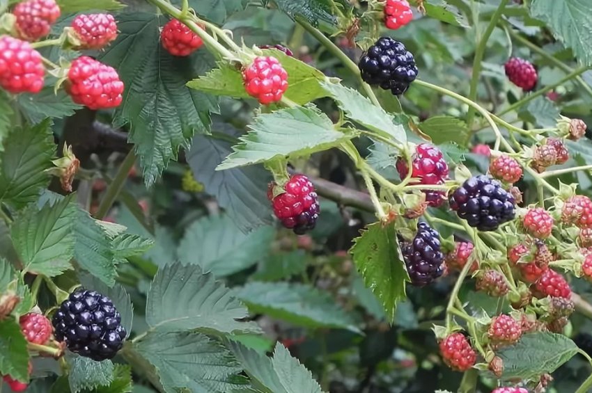 Ожина Арапахо