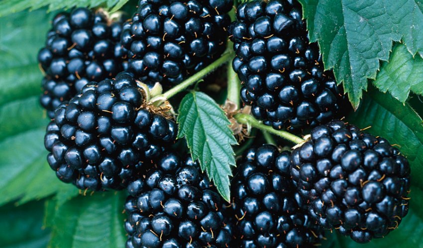 Ожина Ельдорадо