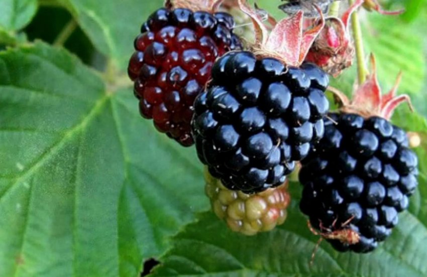 Ожина Блек Сатин