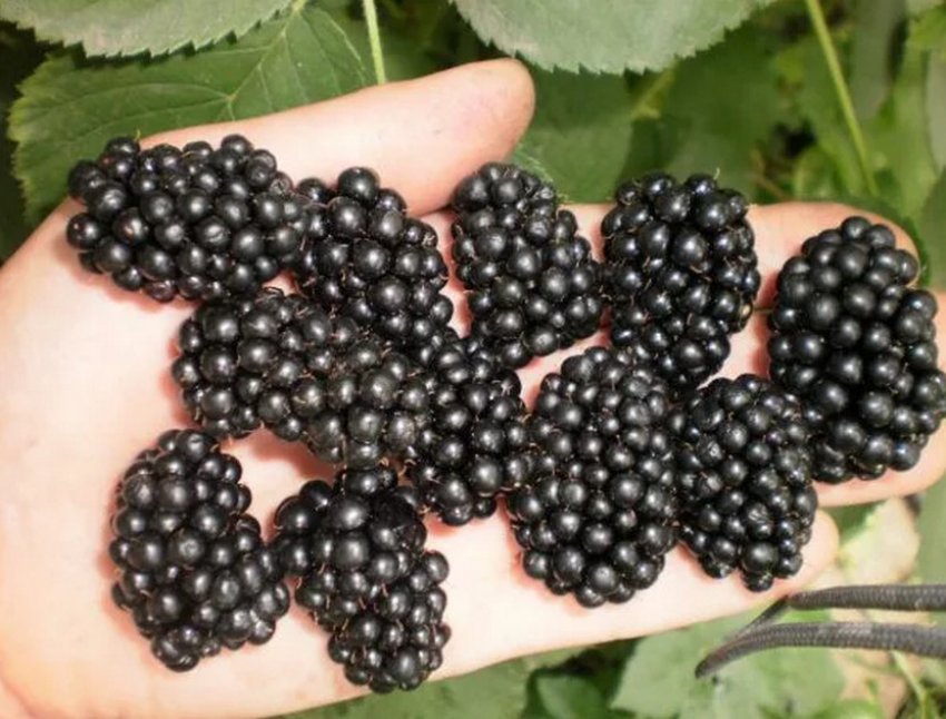 Ожина Валдо