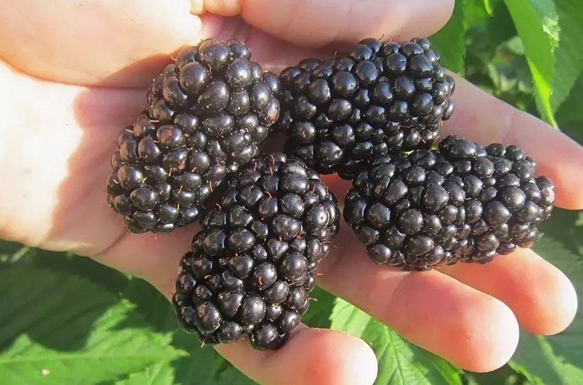 Ожина Вождь Джозеф