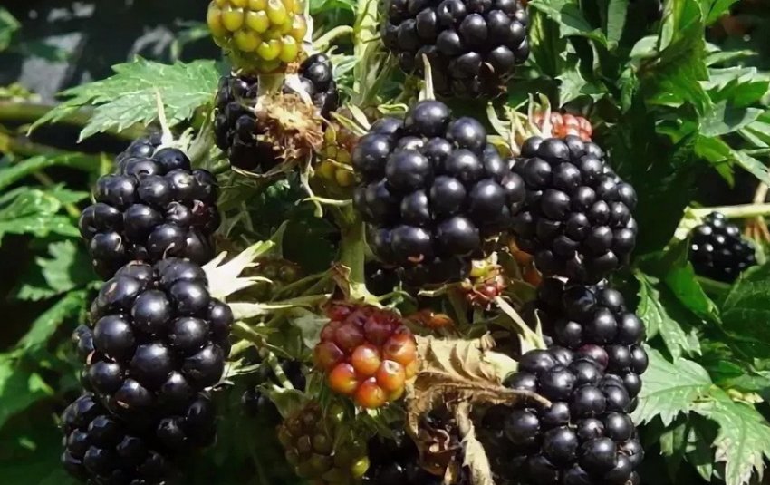 Орегон Торнлесс