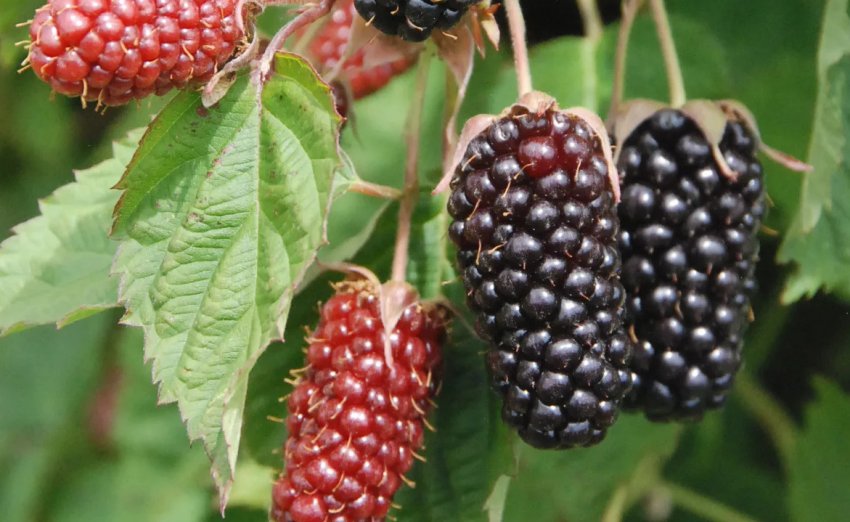 Ожина Коламбія Стар