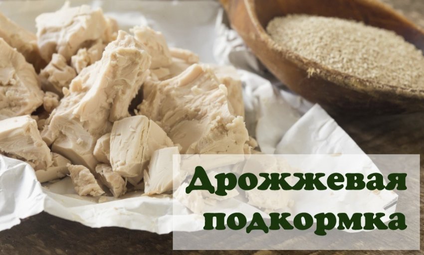 Дріжджі для підгодівлі