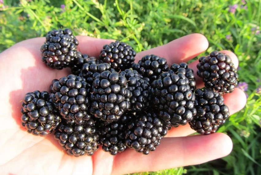 Ожина Лох Несс