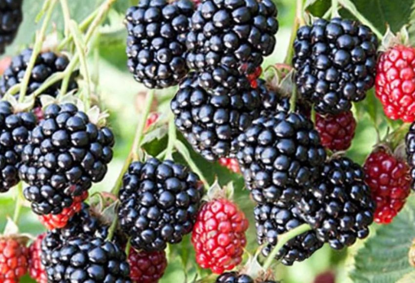 Ожина Навахо