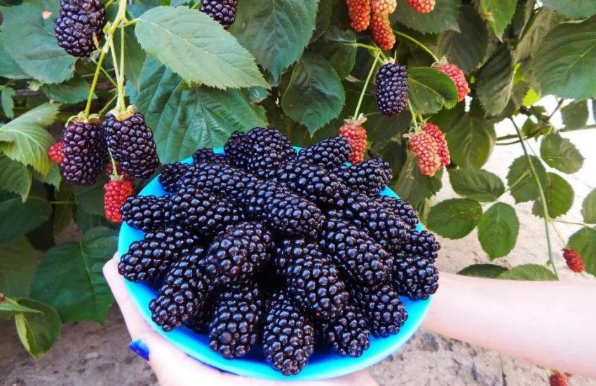 Ожина Натчез