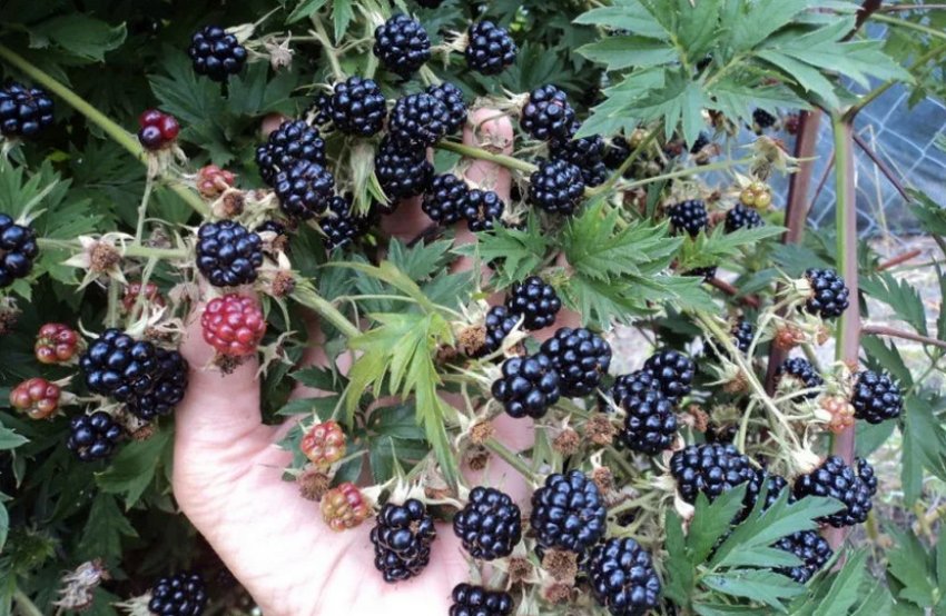 Ожина Орегон Торнлесс