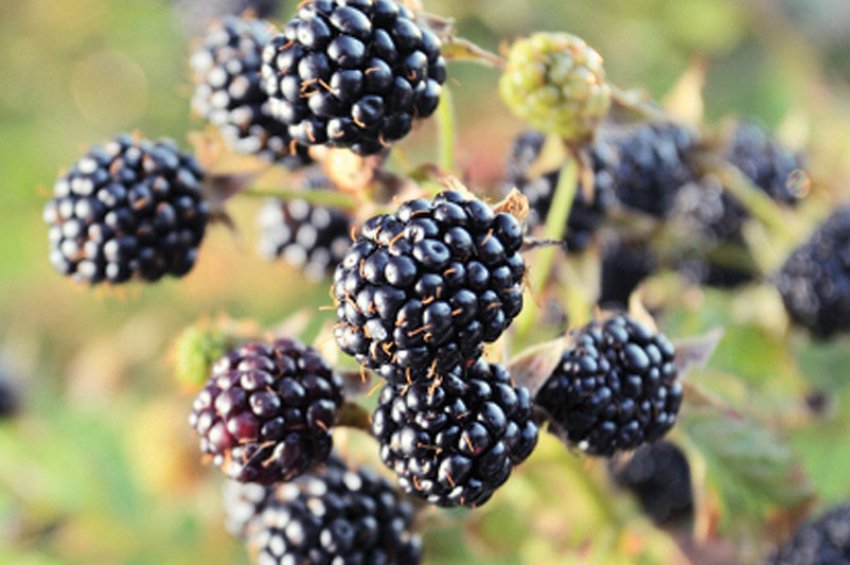 Ожина Оуачита