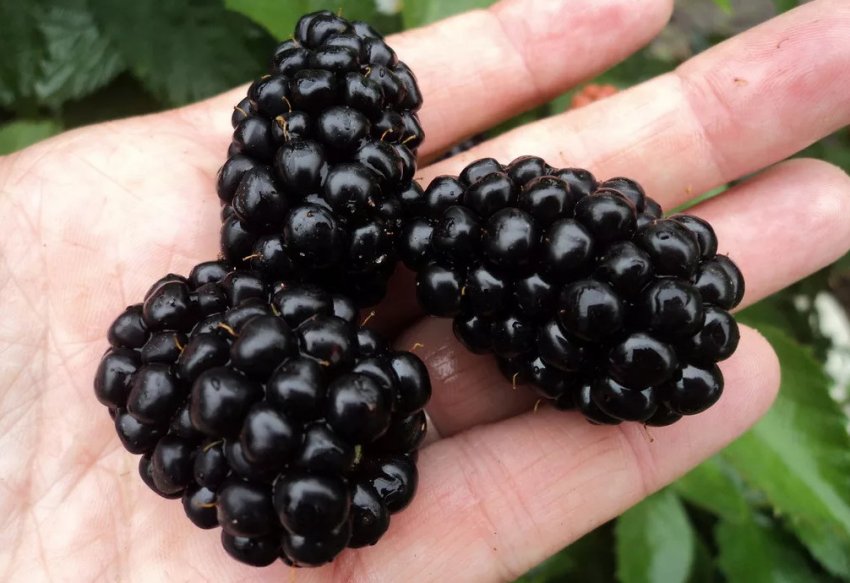 Ожина Полар