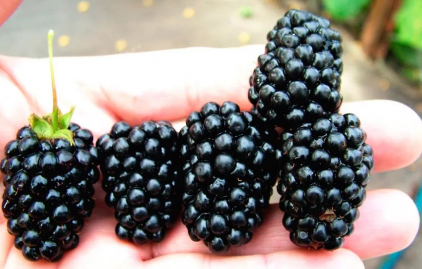 Ожина Смутстем