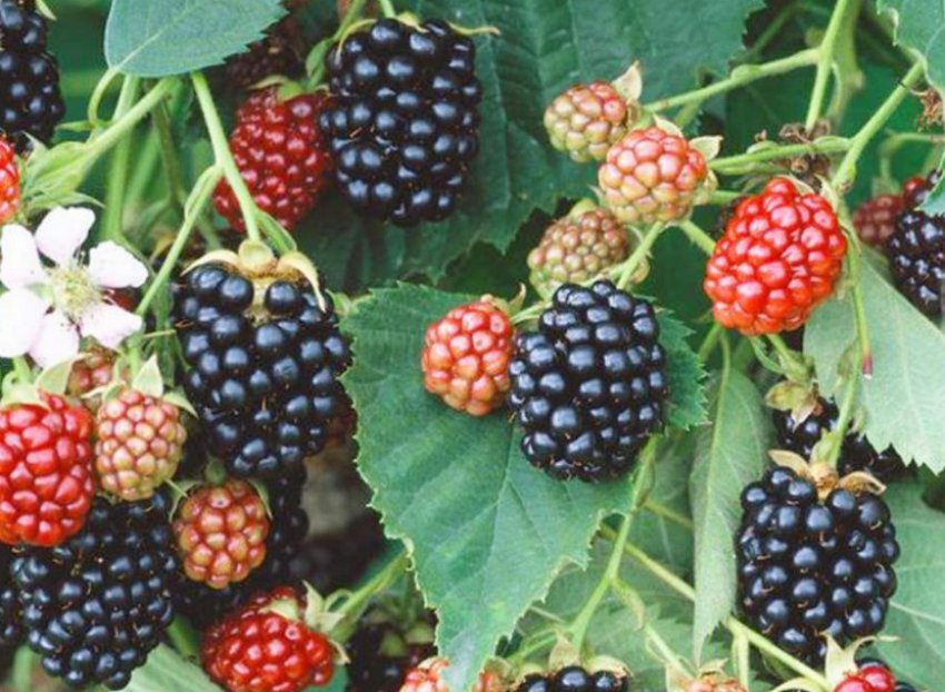 Ожина Халл Торнлесс