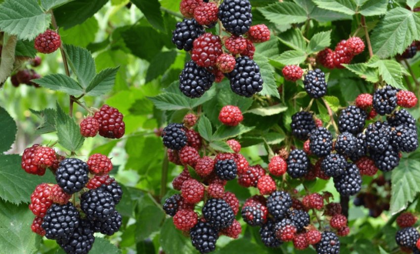 Ожина Честер Торнлесс