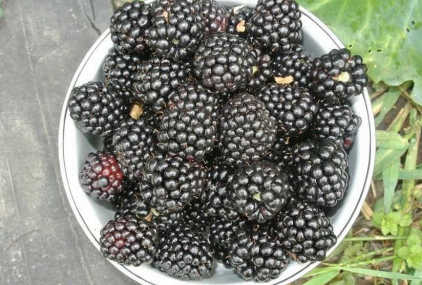 Ожина Чачанска Бестрна