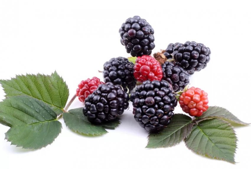 Ожина Черокі