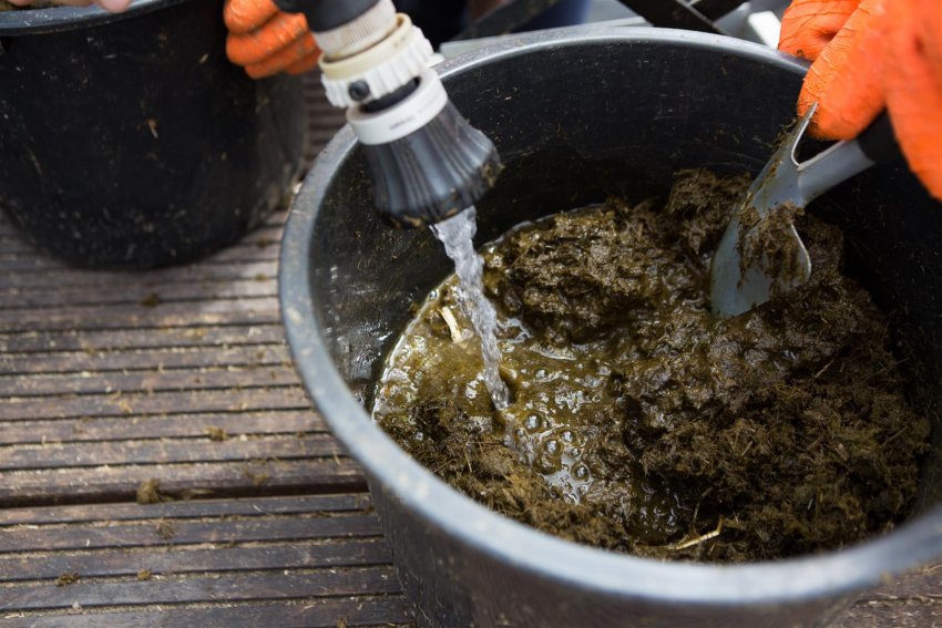 Гній для підгодівлі жимолості