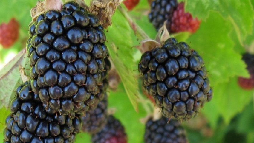 Ожина Тріпл Краун