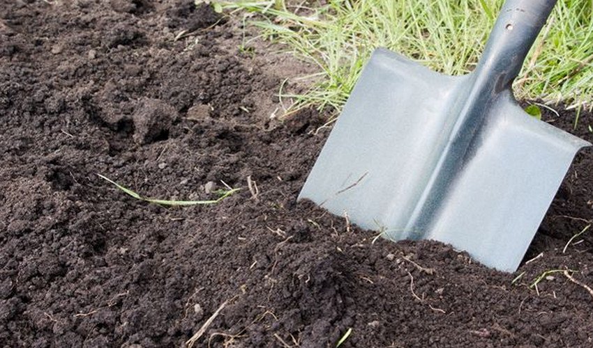 Томат Батяня Томат Батяня