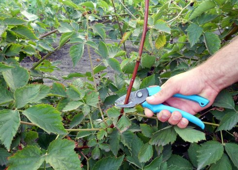 Осіння обрізка і підготовка ожини до зими