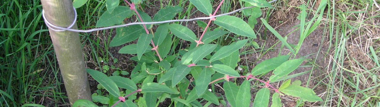 Сезонні особливості догляду за жимолостю, підживлення і добриво