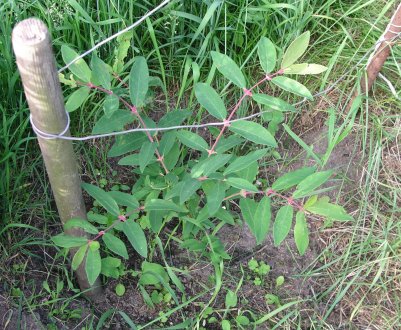 Сезонні особливості догляду за жимолостю, підживлення і добриво