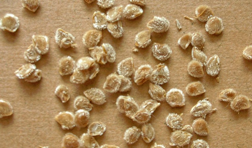 Насіння томатів Насіння томатів