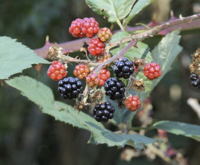 Особливості вирощування ожини сорти Гімалаї