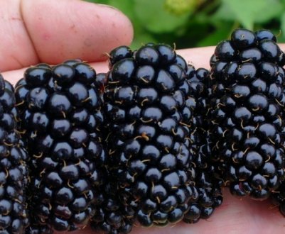 Особливості вирощування ожини сорти Гігант