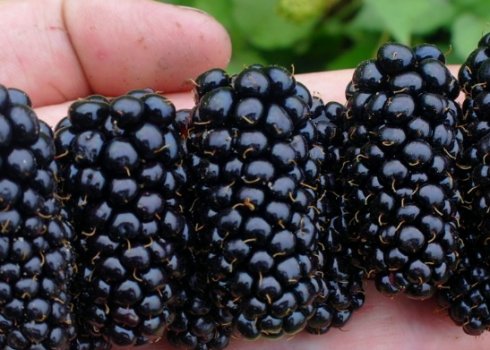 Особенности выращивания ежевики сорта Гигант