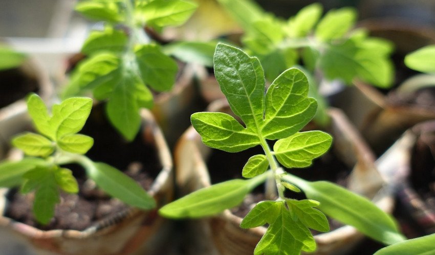 Розсада томатів Розсада томатів