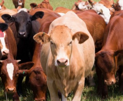 Ящур великої рогатої худоби: симптоми та лікування