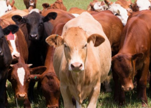 Ящур великої рогатої худоби: симптоми та лікування